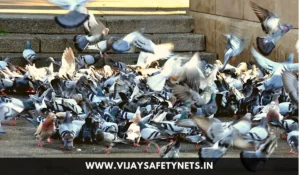 pigeon health hazards